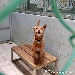七年守望成空，被棄收容所的大白犬阿喜 那份令人心疼的‘愚忠’